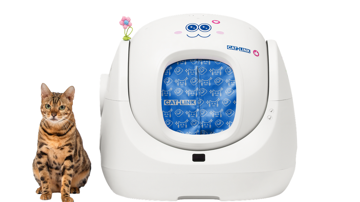 Why Is My Cat Going Outside the Litter Box?